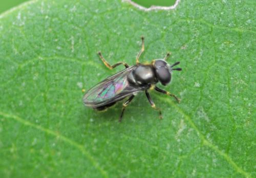 Pipizella sp.